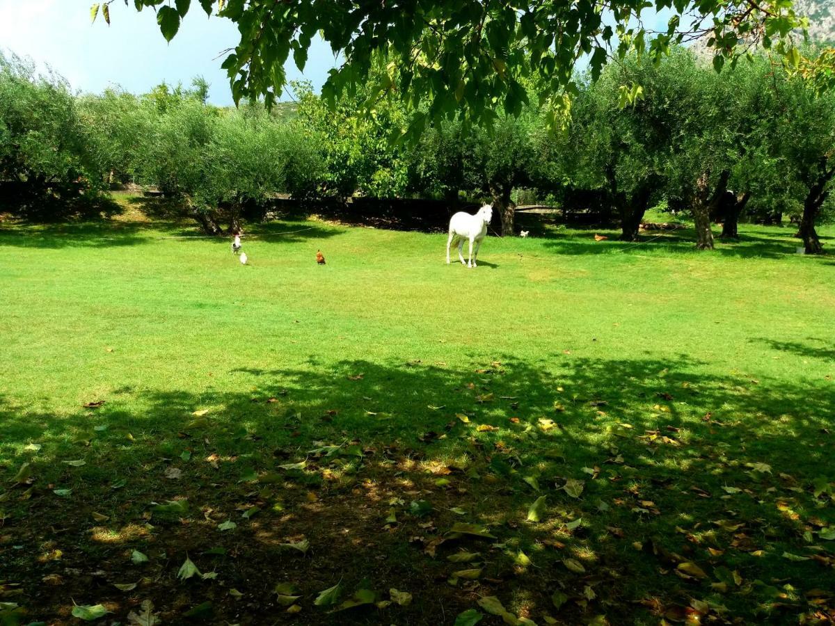 Dimitriou Rooms Gliki Bagian luar foto